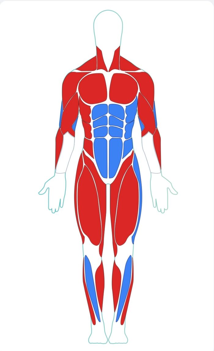 Cartographie musculaire, vue antérieure — rendu PosturoScan
